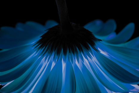 FOTOTAPETA MODRÁ GERBERA - TAPETY KVĚTINY - TAPETY