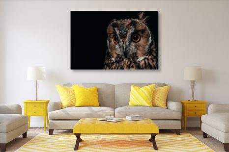 SLIKA SOVA - SLIKE ŽIVALI - SLIKE