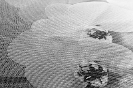 OBRAZ ORCHIDEJ NA PLÁTNĚ V ČERNOBÍLÉM PROVEDENÍ - ČERNOBÍLÉ OBRAZY - OBRAZY