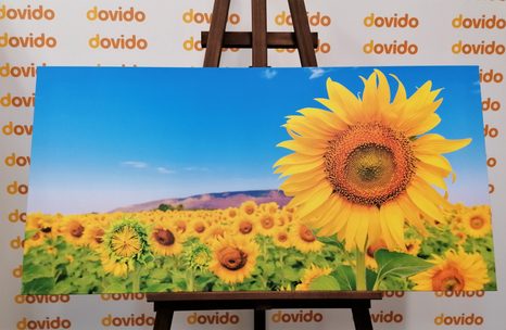 CANVAS PRINT SUNFLOWER FIELD - PICTURES - 🔥 TOTAL SALE 🔥