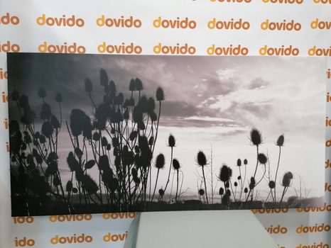 SLIKA TRAVA NA POLJU V ČRNOBELI IZVEDBI - ČRNOBELE SLIKE - SLIKE