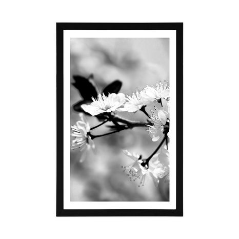 POSTER – FIORE DI CILIEGIO IN BIANCO E NERO - NERO E BIANCO - POSTER