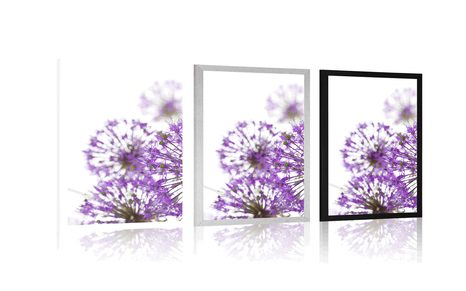 POSTER BLÜHENDE LILA KNOBLAUCHBLÜTEN - BLUMEN - POSTER