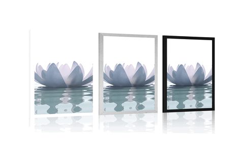 POSTER – FIORE DI LOTO - FIORI - POSTER