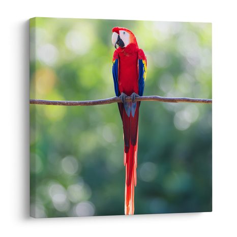 OBRAZ TROPICKÝ PTÁK V PŘÍRODĚ - OBRAZY PTÁCI - OBRAZY