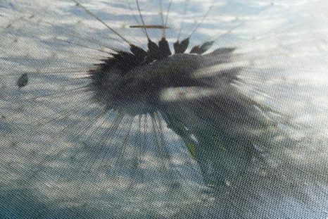 OBRAZ DETAIL PAMPELIŠKY - OBRAZY KVĚTŮ - OBRAZY