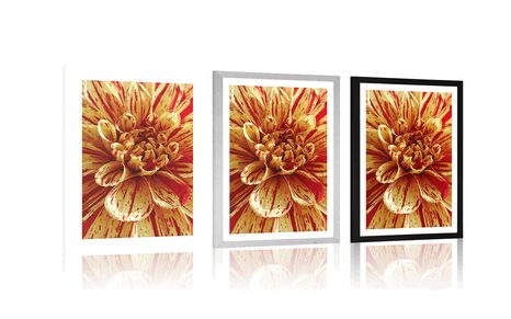 POSTER – DAHLIA ESOTICA - FIORI - POSTER