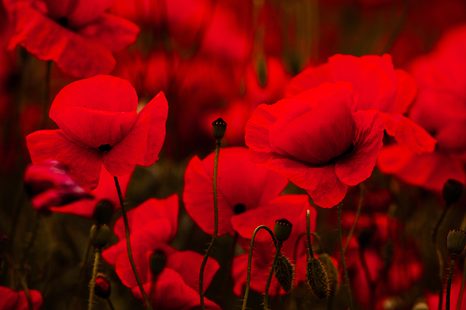 FOTOTAPETA POLE DIVOKÝCH MAKOV - TAPETY - 🔥 TOTÁLNY VÝPREDAJ