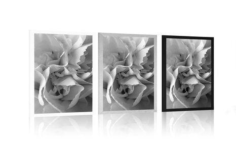 POSTER CARNATION PETALS IN BLACK AND WHITE - BLACK AND WHITE - POSTERS