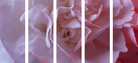 5-RÉSZES KÉP SZEGFŰ VIRÁGSZIRMAI - VIRÁGMINTÁS KÉPEK - KÉPEK