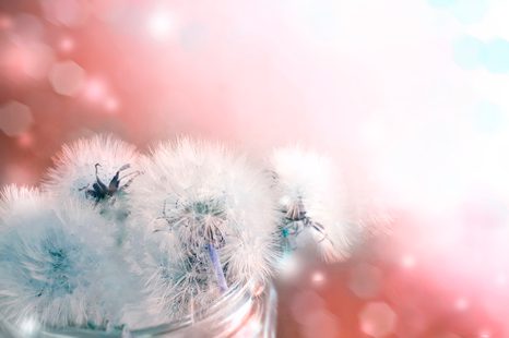 TAPETA PAMPELIŠKA S ABSTRAKTNÍMI PRVKY - TAPETY KVĚTINY - TAPETY