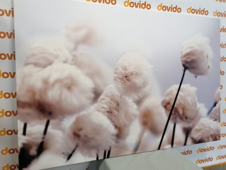 SLIKA ARKTIČNI CVETOVI BOMBAŽA - SLIKE ROŽ - SLIKE