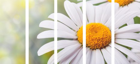 5-RÉSZES KÉP MARGARÉTA - VIRÁGMINTÁS KÉPEK - KÉPEK