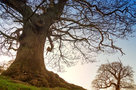 SLIKA SIMBIOZA DREVES - SLIKE NARAVE IN POKRAJINE - SLIKE
