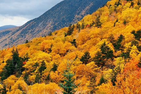 SAMOLEPÍCÍ FOTOTAPETA POHLED NA MAJESTÁTNÍ LES - SAMOLEPÍCÍ TAPETY - TAPETY