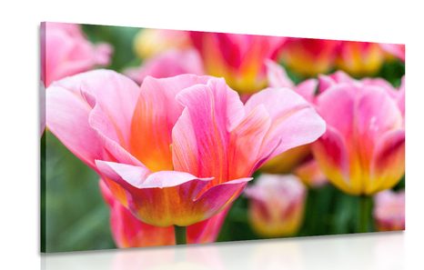 CANVAS PRINT MEADOW OF PINK TULIPS