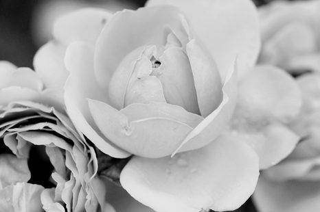 OBRAZ PLNÝ RŮŽÍ V ČERNOBÍLÉM PROVEDENÍ - ČERNOBÍLÉ OBRAZY - OBRAZY