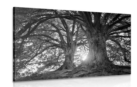 CANVAS PRINT BLACK AND WHITE MAJESTIC TREES - BLACK AND WHITE PICTURES - PICTURES