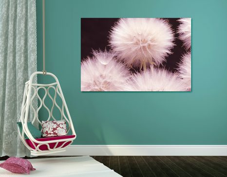 OBRAZ PAMPELIŠKA NA TMAVÉM PODKLADU - OBRAZY KVĚTŮ - OBRAZY