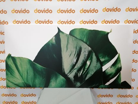 КАРТИНА НА ПЛАТНО – ЛИСТ НА МОНСТЕРА - НАТЮРМОРТИ - КАРТИНИ