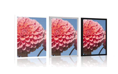 POSTER BLÜHENDE DAHLIE - BLUMEN - POSTER