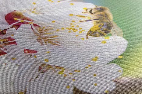 WANDBILD BAUMBLÜTEN IM FRÜHLING - BILDER BLUMEN - BILDER