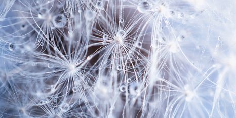 WANDBILD MAKRO DES LÖWENZAHNS - BILDER BLUMEN - BILDER