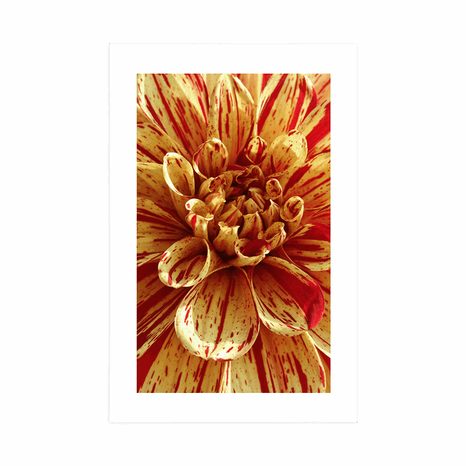 POSTER – DAHLIA ESOTICA - FIORI - POSTER