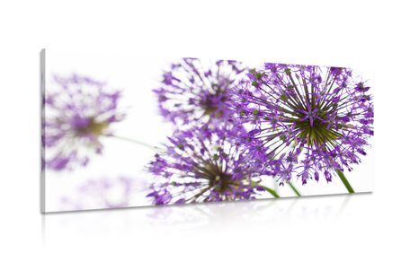 WANDBILD BLÜHENDE LILA KNOBLAUCHBLÜTEN - BILDER - 🔥 TOTALAUSVERKAUF