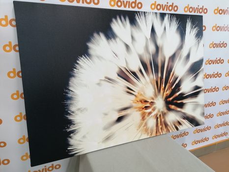 WANDBILD LÖWENZAHN AUF DUNKLEM HINTERGRUND - BILDER BLUMEN - BILDER