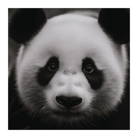 WANDBILD PANDA AUF SCHWARZEM HINTERGRUND - BILDER TIERE - BILDER