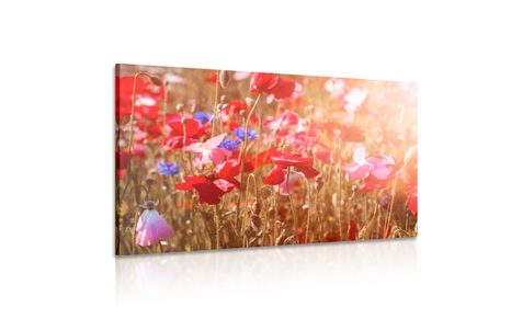 SLIKA MAK PREKRIT S SONCEM - SLIKE ROŽ - SLIKE