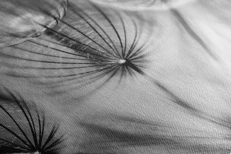 КАРТИНА НА ПЛАТНО – ГЛУХАРЧЕ В ЧЕРНО И БЯЛО - ЧЕРНО-БЕЛИ КАРТИНИ - КАРТИНИ