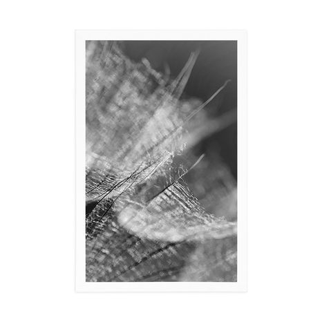 PLAKAT CRNO-BIJELI MAKRO MASLAČAK U POZADINI - CRNO-BIJELE - PLAKATI