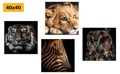 ΣΕΤ ΕΙΚΌΝΩΝ ΜΕ ΆΓΡΙΑ ​​ΖΏΑ - ΣΎΝΟΛΟ ΠΊΝΑΚΕΣ - ΠΊΝΑΚΕΣ