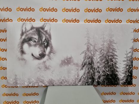 OBRAZ VLK V ZASNĚŽENÉ KRAJINĚ V ČERNOBÍLÉM PROVEDENÍ - ČERNOBÍLÉ OBRAZY - OBRAZY