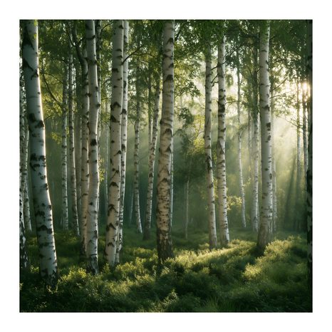 CANVASTAVLA STILLA BJÖRKDUNGE I DIMMA - TAVLOR MED SKOG - TAVLOR