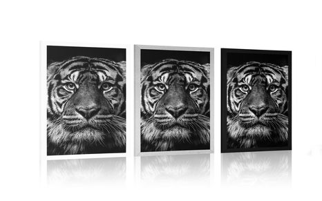 POSTER TIGER IN SCHWARZ-WEISS - SCHWARZ-WEISS - POSTER