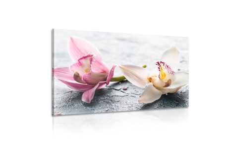 OBRAZ DWUKOLOROWE KWIATY ORCHIDEI - OBRAZY KWIATÓW - OBRAZY