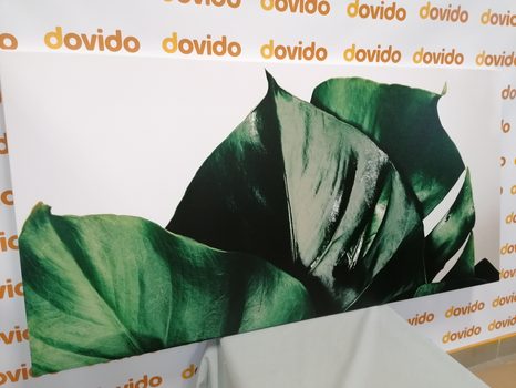 КАРТИНА НА ПЛАТНО – ЛИСТ НА МОНСТЕРА - НАТЮРМОРТИ - КАРТИНИ