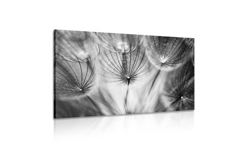 КАРТИНА НА ПЛАТНО – ГЛУХАРЧЕ В ЧЕРНО И БЯЛО - ЧЕРНО-БЕЛИ КАРТИНИ - КАРТИНИ