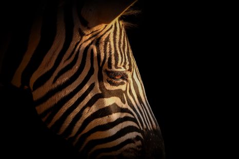 CARTA DA PARATI – RITRATTO DI ZEBRA - CARTA DA PARATI ANIMALI - CARTA DA PARATI