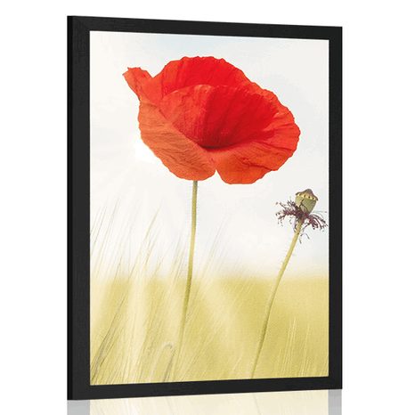 TAPETE MOHNBLUME - BLUMEN - POSTER