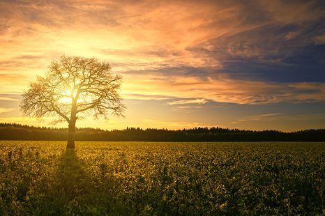 FOTOTAPETA OSAMĚLÉHO STROMU - TAPETY PŘÍRODA - TAPETY