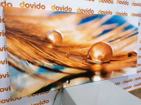 WANDBILD WASSERTROPFEN AUF GOLDENER FEDER - STILLLEBEN-BILDER - BILDER