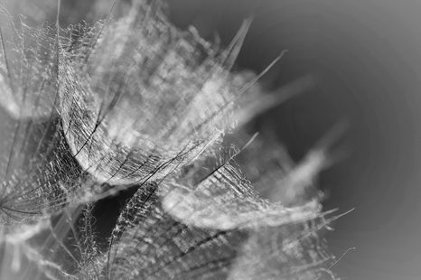 SLIKA ČRNOBELA VELIKA REGRATOVA LUČKA Z OZADJEM - ČRNOBELE SLIKE - SLIKE