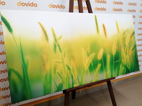 CANVAS PRINT GRASS BLADES IN GREEN DESIGN - PICTURES - 🔥 TOTAL SALE 🔥