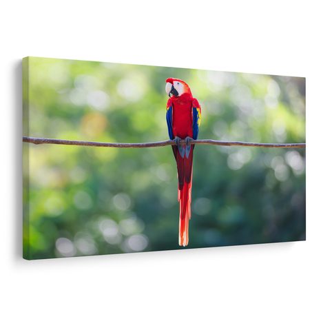 OBRAZ PESTROBAREVNÝ PAPOUŠEK V DŽUNGLI - OBRAZY PTÁCI - OBRAZY