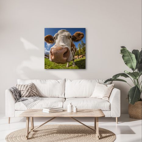 WANDBILD BLICK DER KUH AUF DER WEIDE - WANDBILDER BÜFFEL UND KÜHE - BILDER