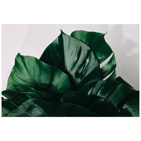 SAMOLEPÍCÍ FOTOTAPETA DOPIS MONSTERY - SAMOLEPÍCÍ TAPETY - TAPETY